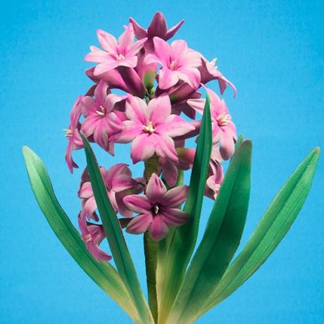 Sugar Bluebell and Hyacinth Cutter