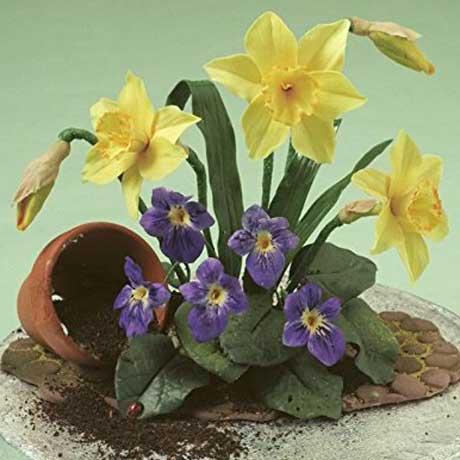 Sugar Daffodils