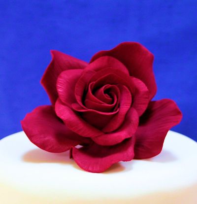 Giant Burgundy Sugar Rose