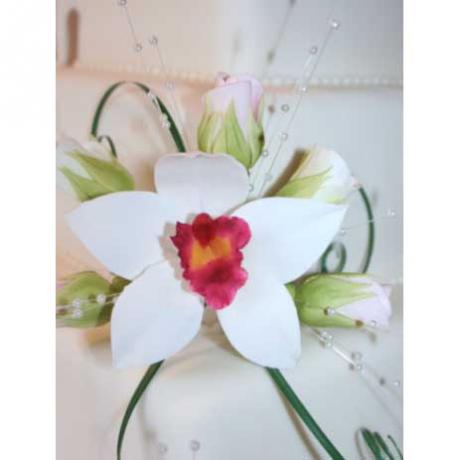 White Cymbidium Orchid